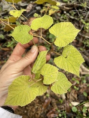 Vitis rufotomentosa