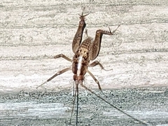 Ceuthophilinae