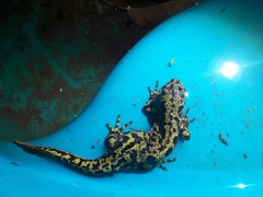 Triturus marmoratus