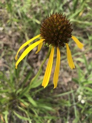 Echinacea paradoxa