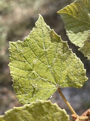 Vitis rufotomentosa