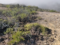 Ceanothus thyrsiflorus