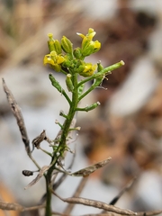 Erysimum cheiranthoides