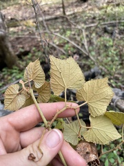 Vitis rufotomentosa