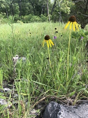 Echinacea paradoxa