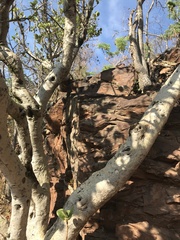 Ficus