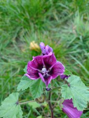 Malva sylvestris mauritiana