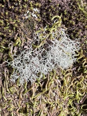 Cladonia rangiformis