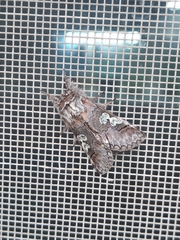 Diloba caeruleocephala