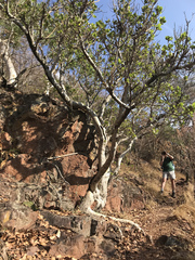 Ficus