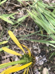 Echinacea paradoxa