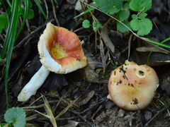 Russula alutacea