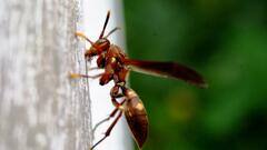 Polistes simillimus