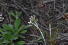 Antennaria howellii