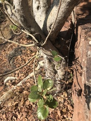 Ficus