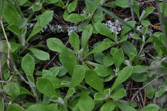 Antennaria howellii