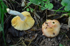 Russula alutacea