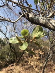Ficus