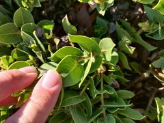 Arctostaphylos imbricata