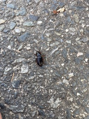 Harpalus pensylvanicus