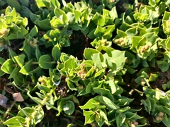 Arctostaphylos imbricata