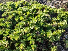 Arctostaphylos imbricata
