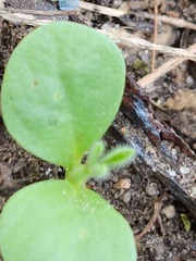 Lupinus texensis