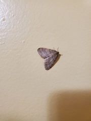 Operophtera bruceata