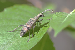 Rhagium mordax