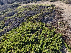Arctostaphylos imbricata