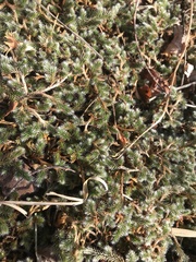 Selaginella dregei