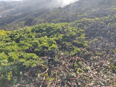 Arctostaphylos imbricata