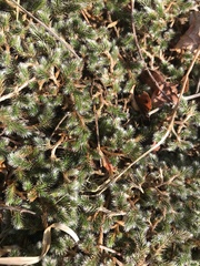 Selaginella dregei