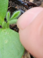 Lupinus texensis