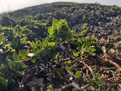 Arctostaphylos imbricata