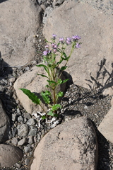 Saussurea denticulata