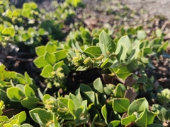 Arctostaphylos imbricata