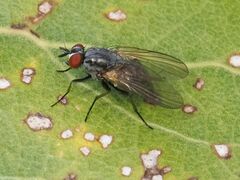 Emmesomyia