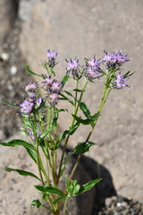 Saussurea denticulata