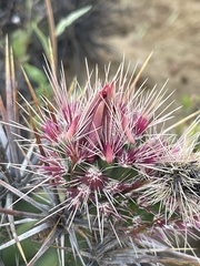 Corynopuntia invicta