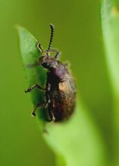 Lagria villosa