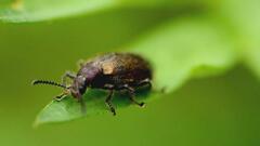 Lagria villosa