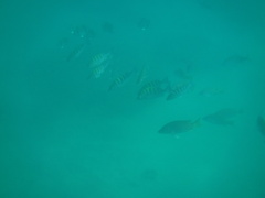 Lutjanus argentiventris