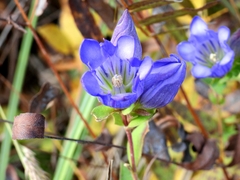Gentiana catesbaei