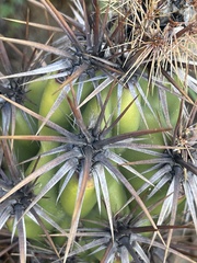 Corynopuntia invicta
