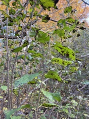Hamamelis virginiana
