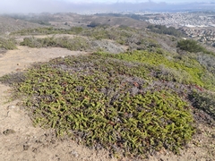 Arctostaphylos imbricata