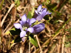 Gentiana catesbaei