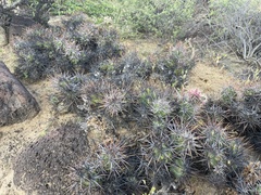 Corynopuntia invicta