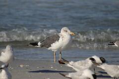 Larus fuscus graellsii